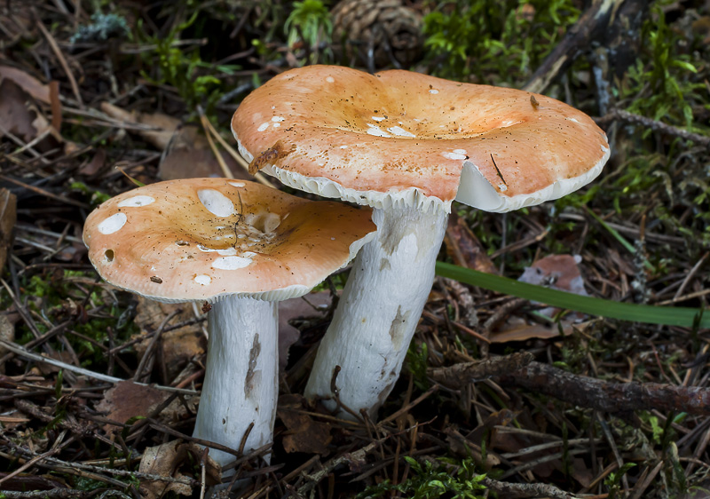 Russula decolorans